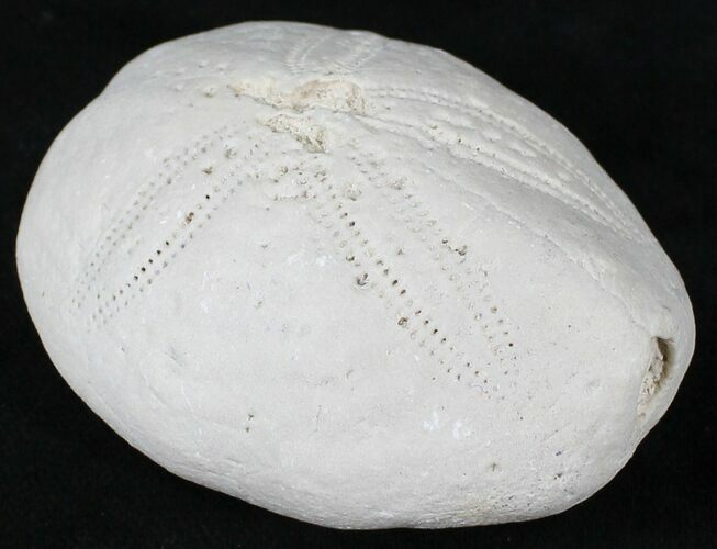 Fossil Sea Urchin (Eupatagus) - Florida #28774